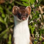 mursiphona