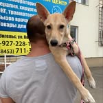 spasem_hvostikov