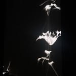 lilytlas