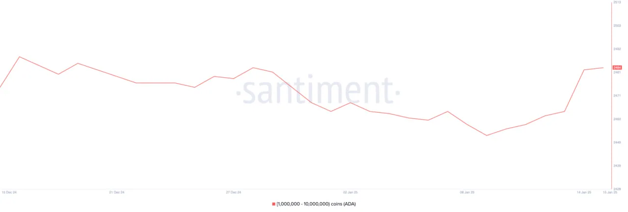 Cardano (ADA) вырос на 7% благодаря накоплению крупными инвесторами
