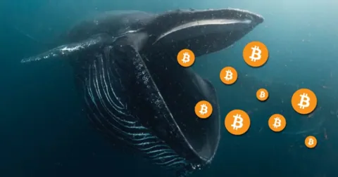 Проснувшийся кит покупает по 300 биткоинов в день на Bitfinex