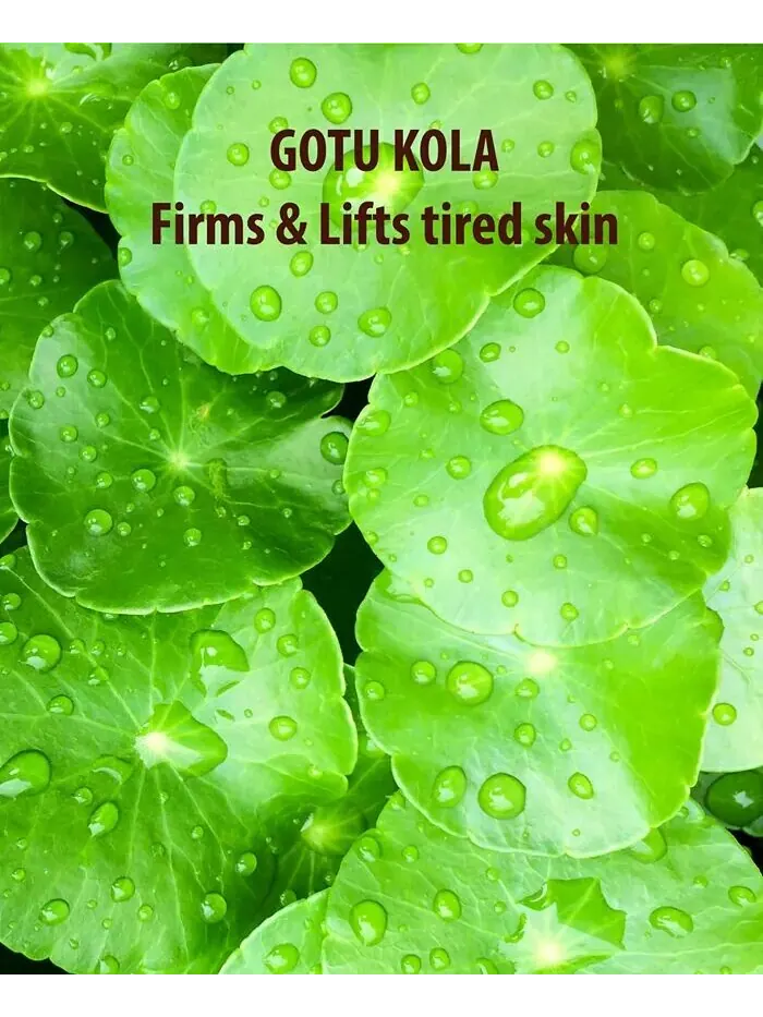 Крем для лица Sundãri — Увлажняющий Sundari Gotu Kola And Azulene — изображение 3 из 5