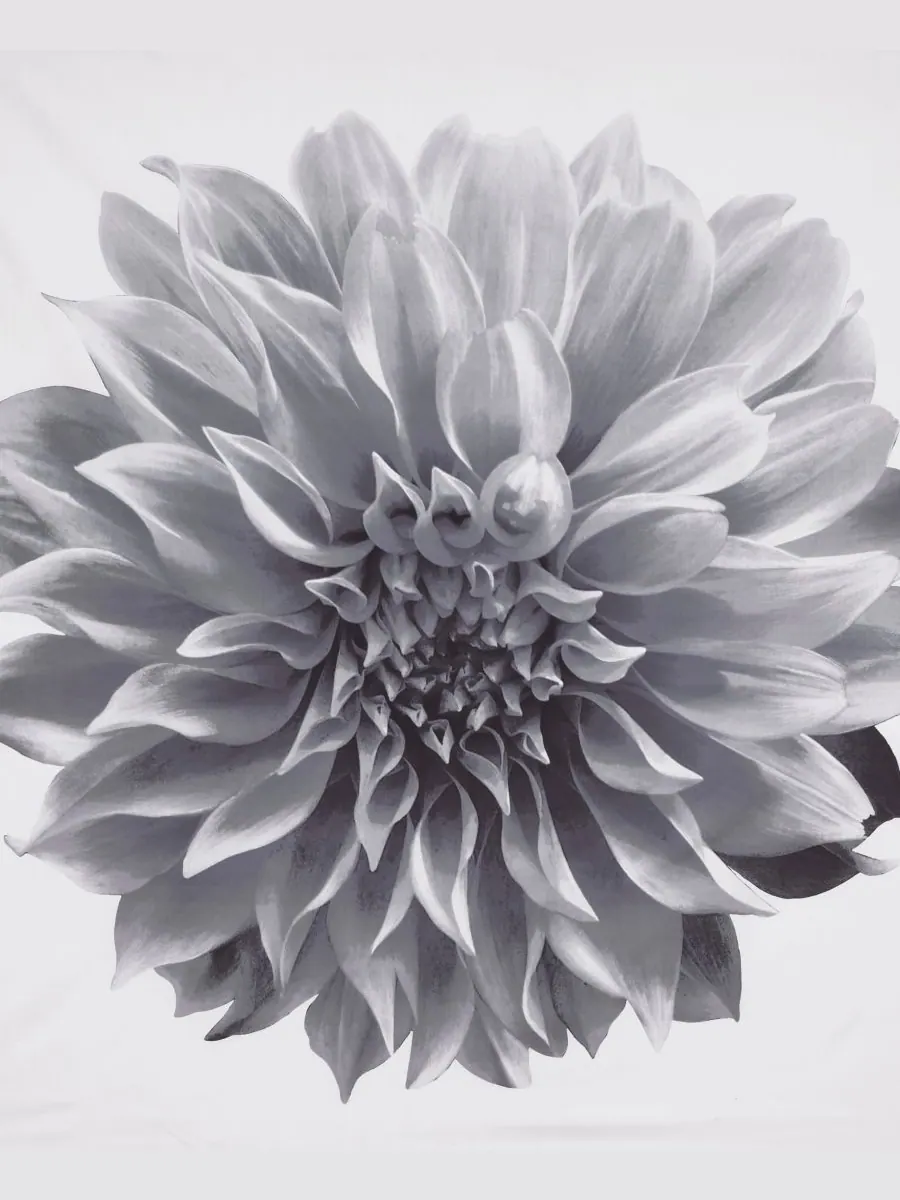 Шторка для душа Norah из хлопкового перкаля, 72" x 72" Madison Park — изображение 3 из 5, серый