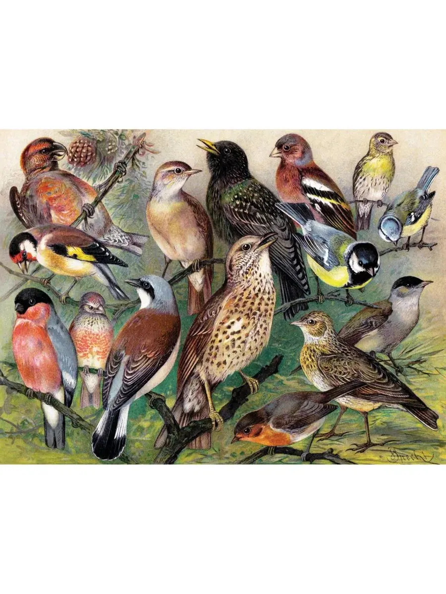 Пазл 1000 элементов Songbirds New York Puzzle Company — изображение 3 из 4, нет цвета