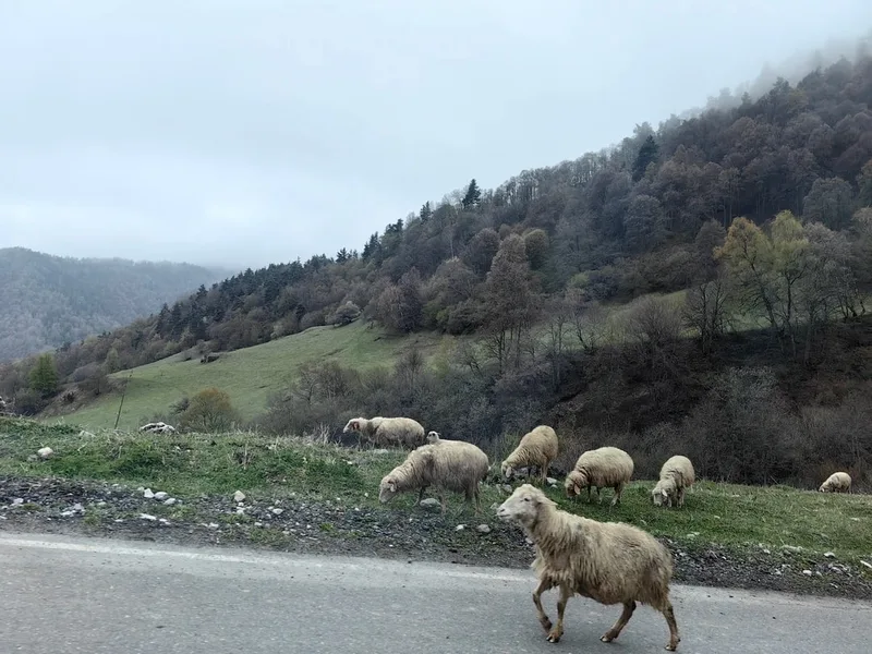 Ольга
