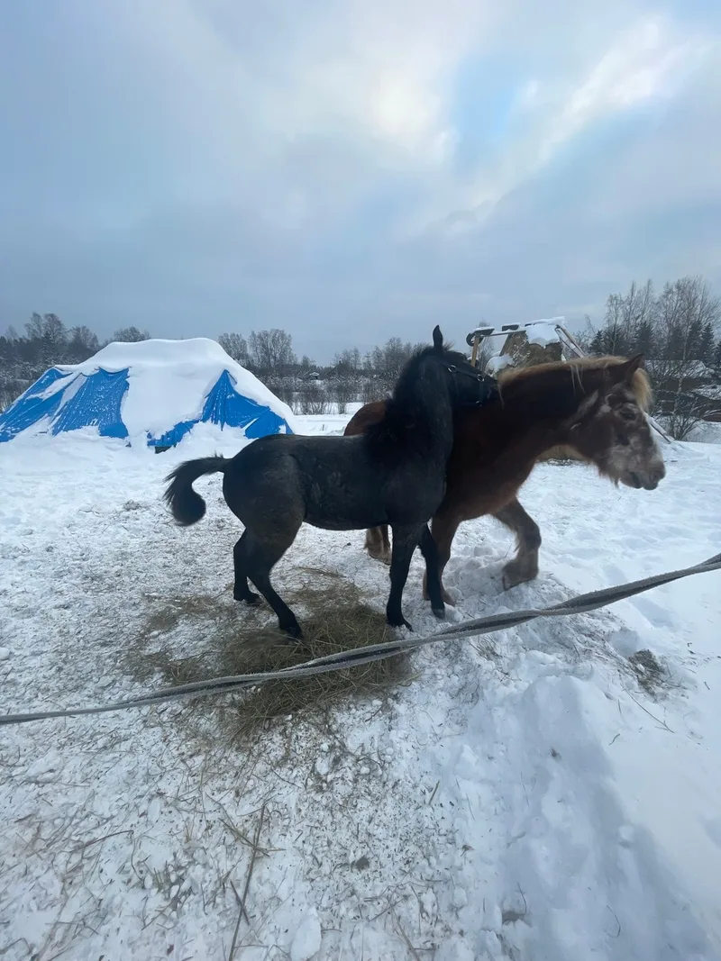 Игорь