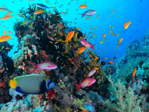Подводный мир Красного моря лодке с прозрачным дном + трансфер