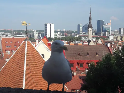 Таллин. Два в одном