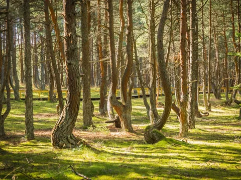 Ранняя Куршская коса с посещением орнитологической станции (мини-группа)