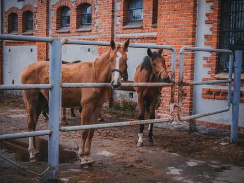 Рыцарские замки Восточной Пруссии и конный завод «Георгенбург»