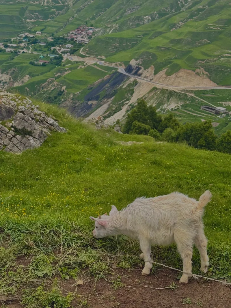 Карина