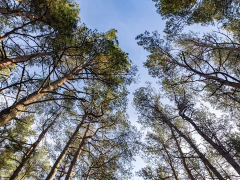 Из Светлогорска — на Куршскую косу и в Зеленоградск: групповая экскурсия