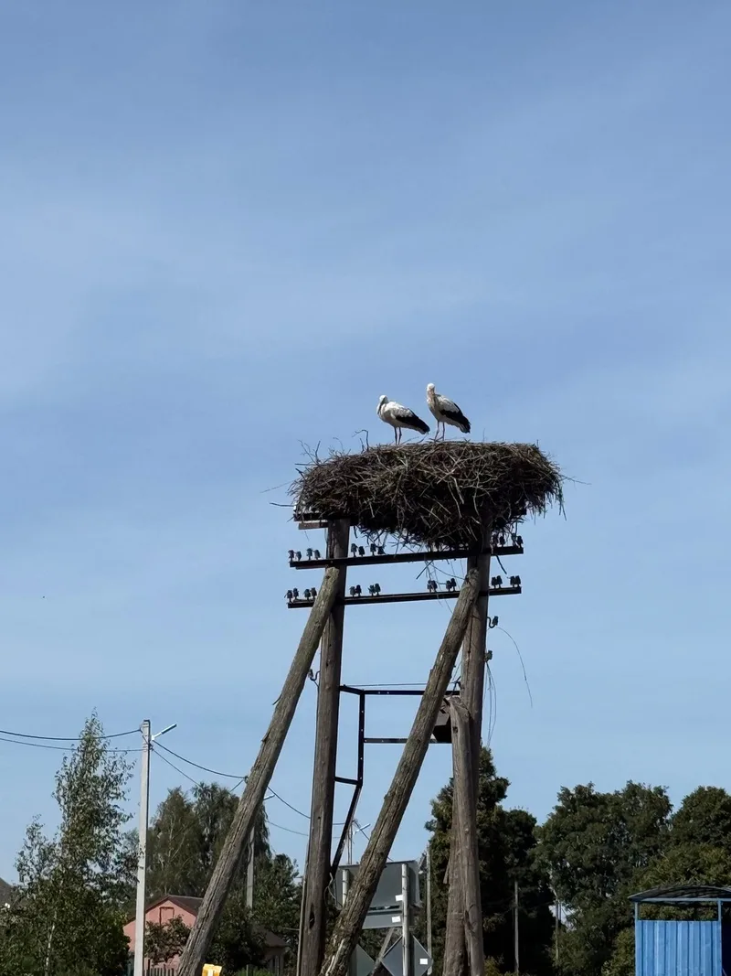 Алёна