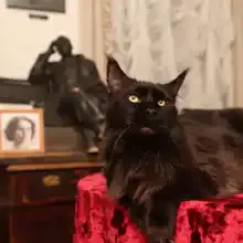 Булгаковский