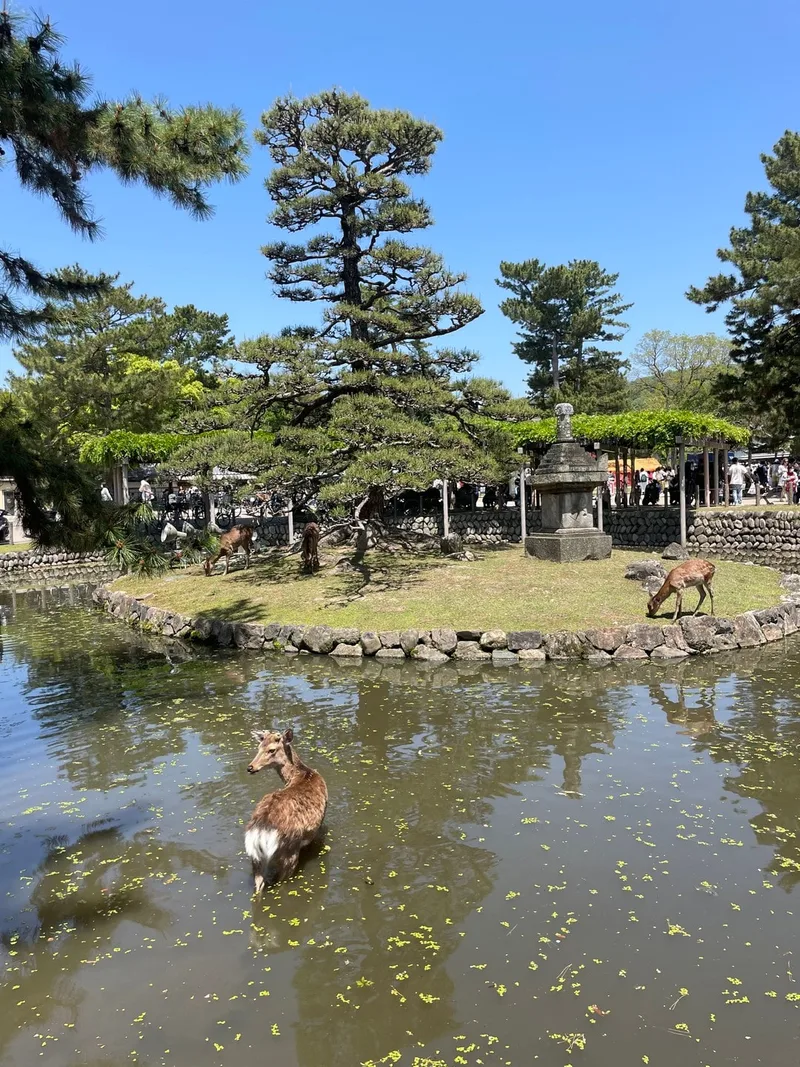 Gaya