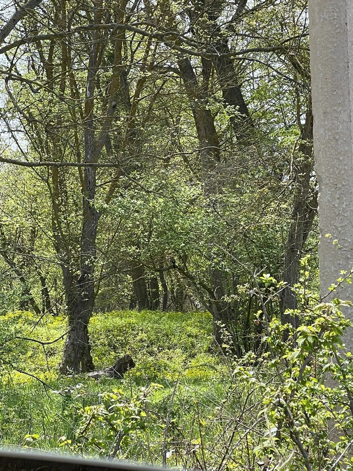 Самурский лес