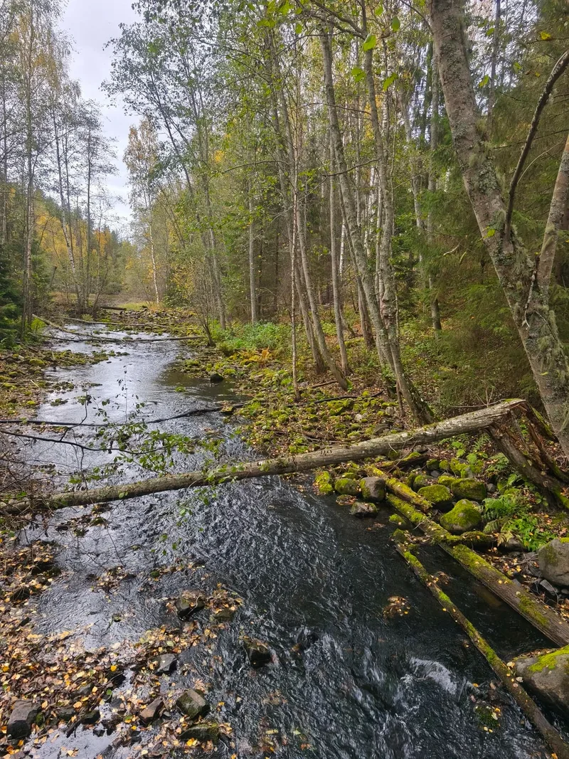 Шукюрова