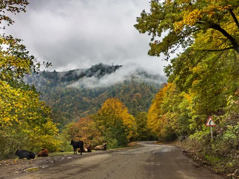 В Южные субтропики: Ленкорань и Гирканский заповедник (на 2 дня)