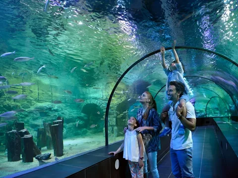 В гости к акулам и скатам: поездка в Istanbul Aquarium (трансфер и билеты включены)