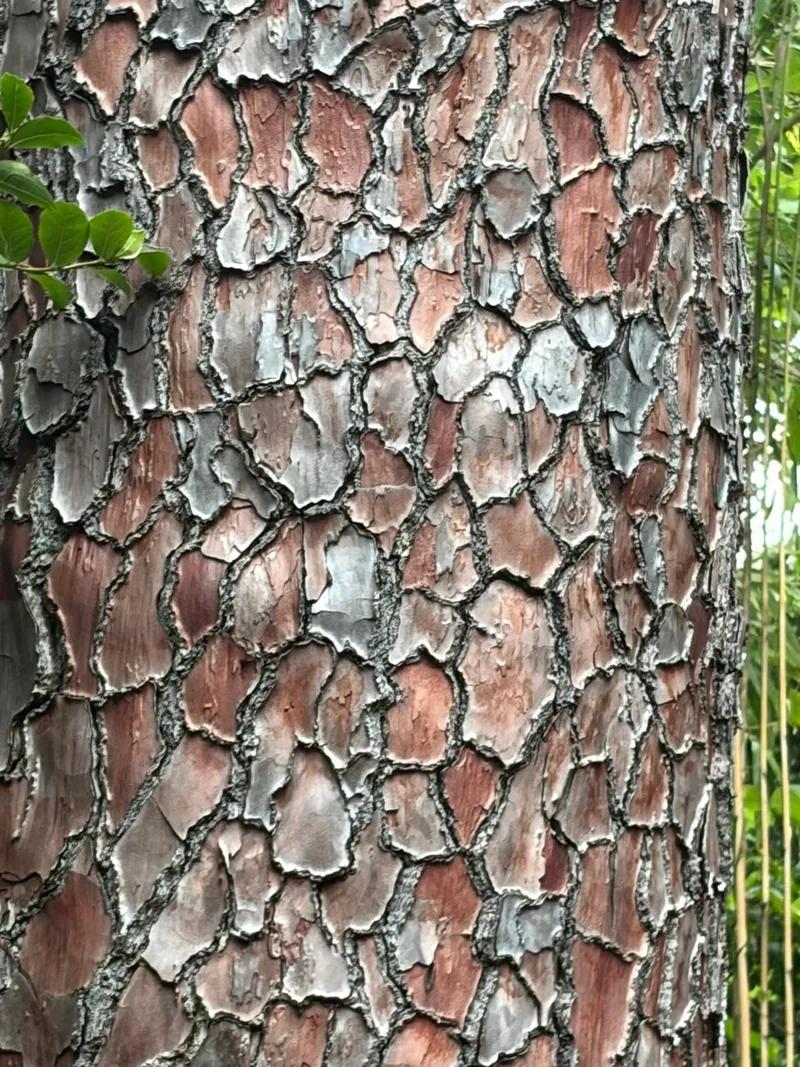 Яна