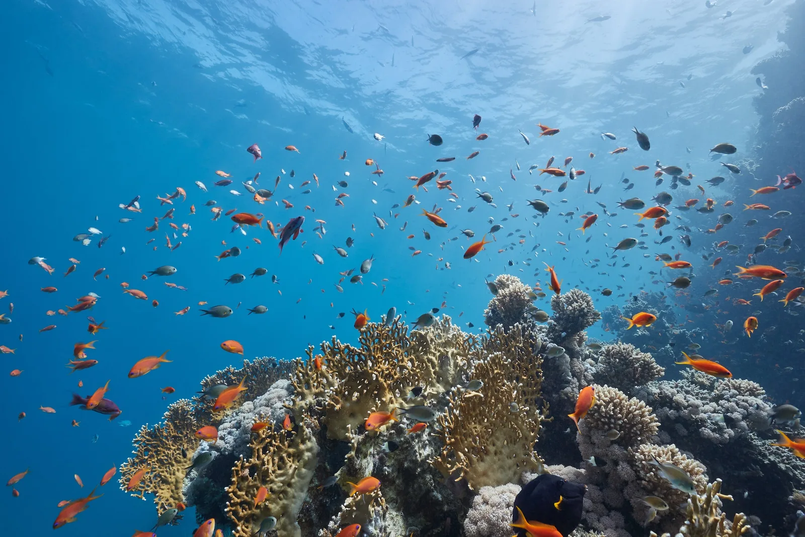 Blue Safari: погружение на подводной лодке