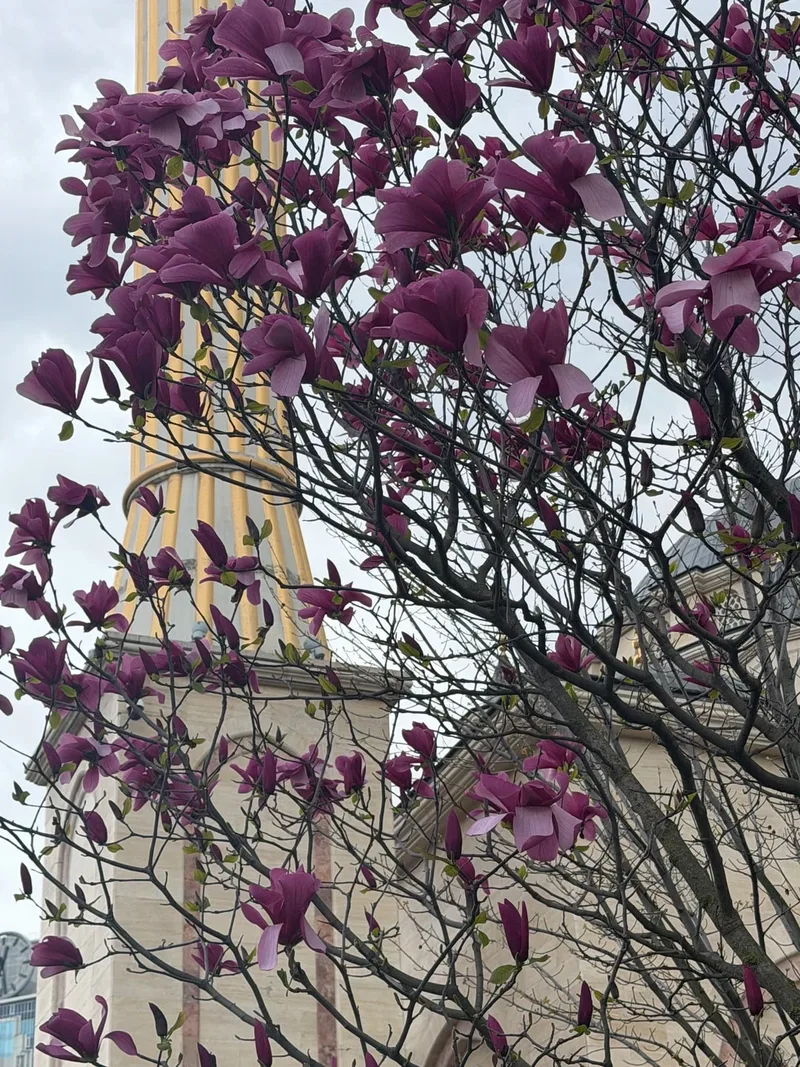 Златослава