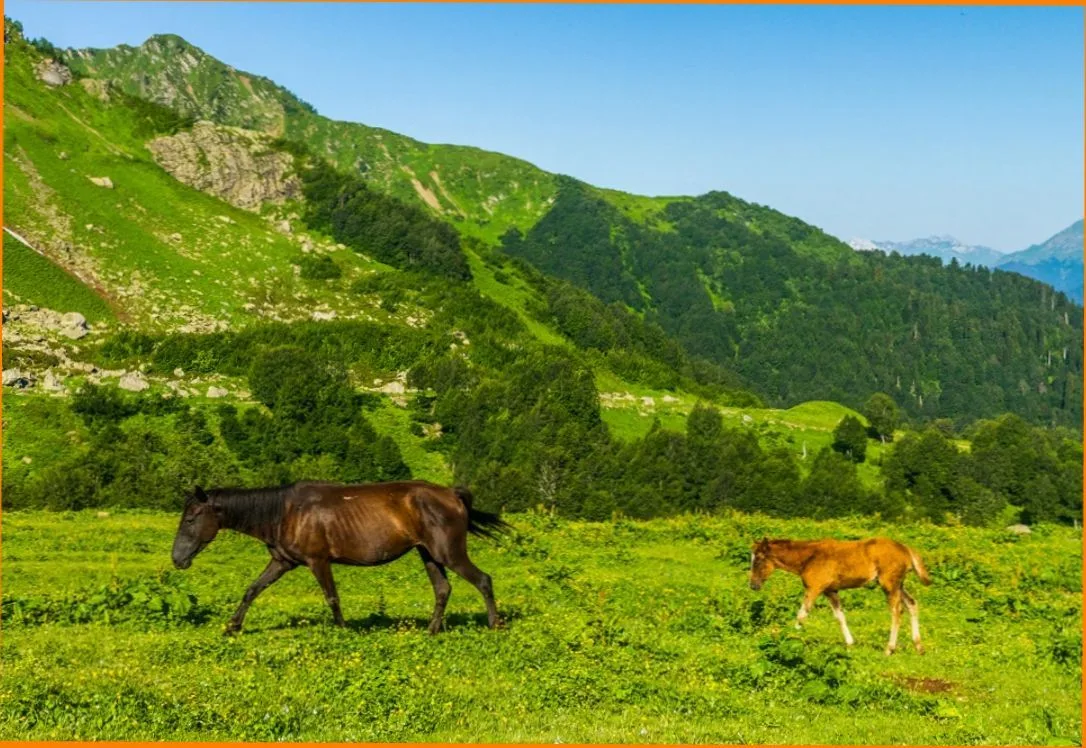 Альпийские луга Абхазии из Пицунды
