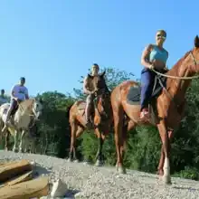 Лошади