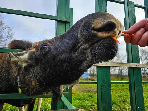На Сумароковскую лосеферму из Костромы