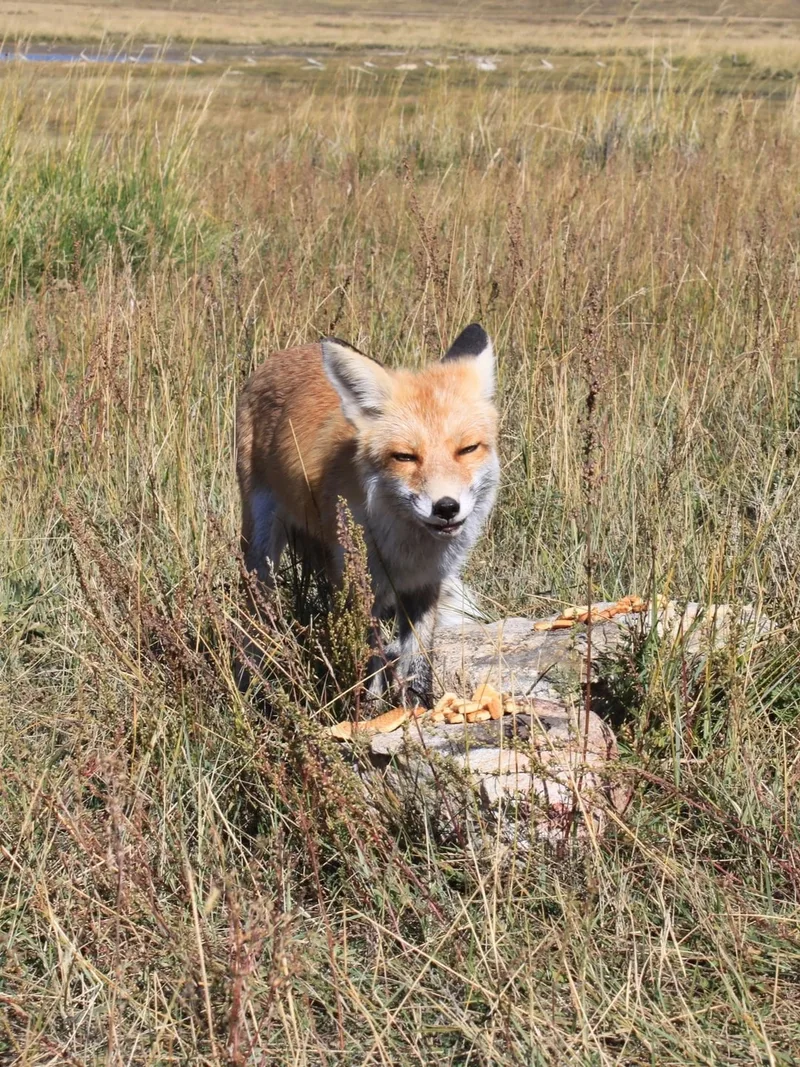 Andrei