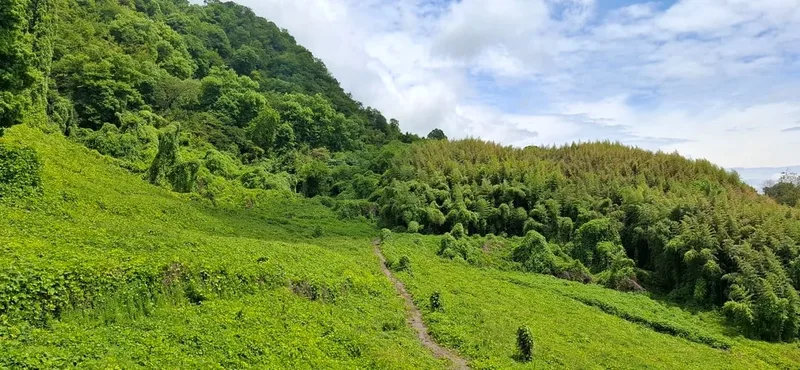 Паша