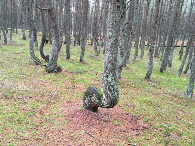 Алиса