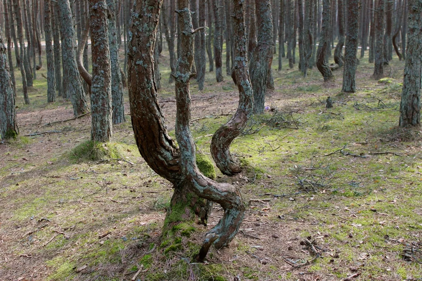 Из Калининграда — на Куршскую косу и в Зеленоградск