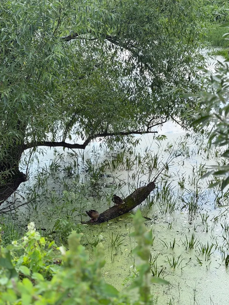 Наталья