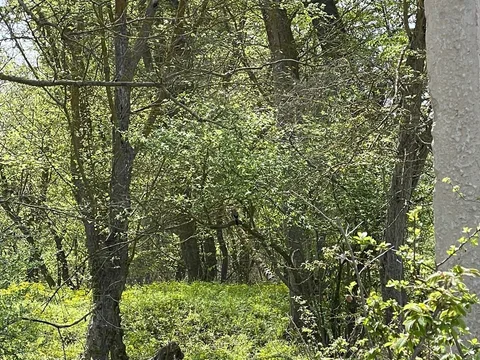 Самурский лес