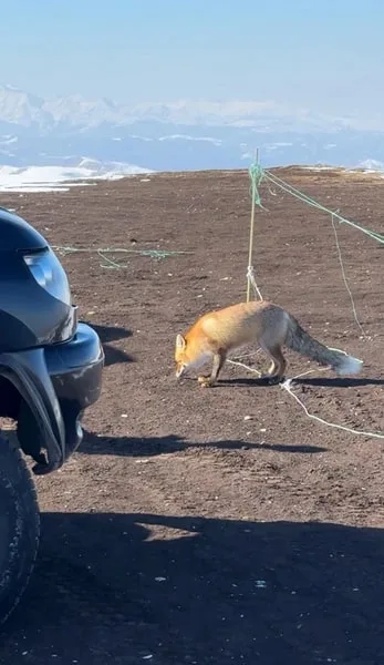 ольга