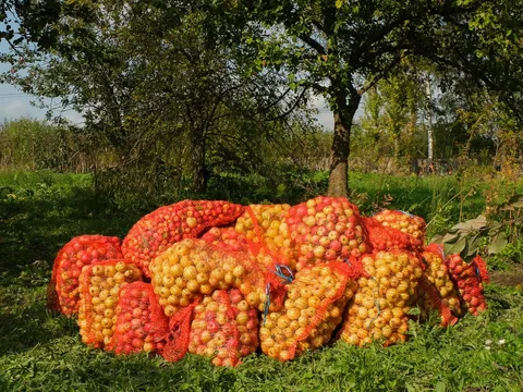 В Царское Село — на сидрерию с дегустацией (18+)
