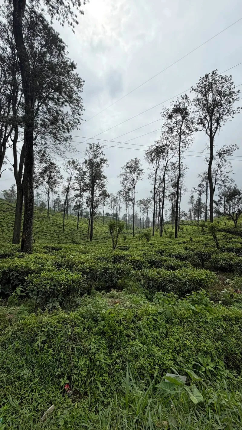 Гусев