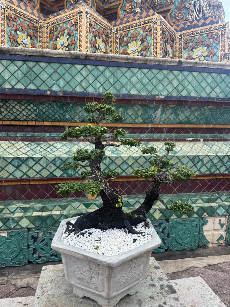Катарина