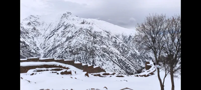 Альберт
