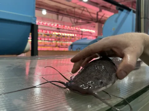 Рыбный отдых на акваферме клариевого сома по Москвой (всё включено)