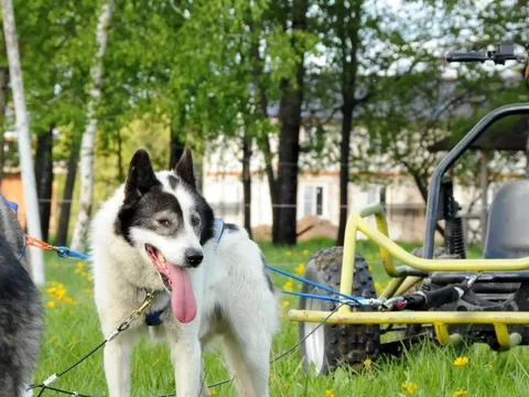 В гости к чукотским ездовым и аляскинским хаски