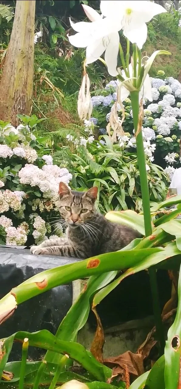 Elena