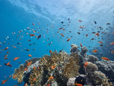 Blue Safari: погружение на подводной лодке