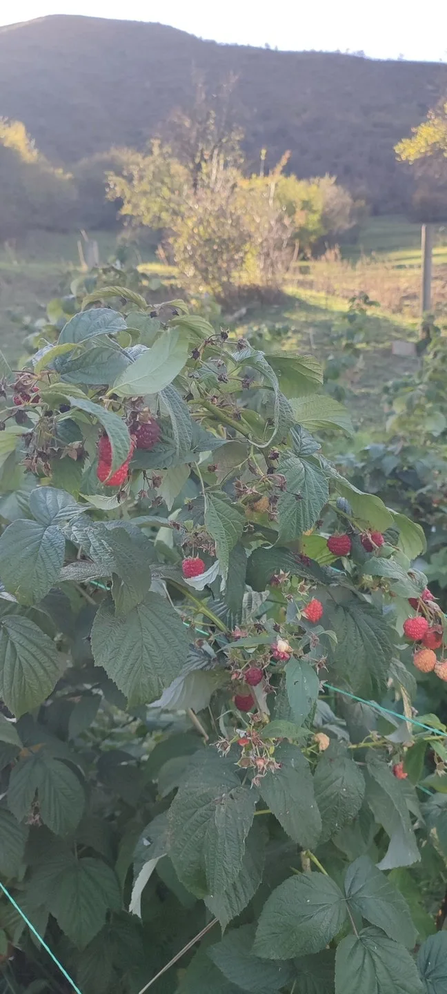 Антон