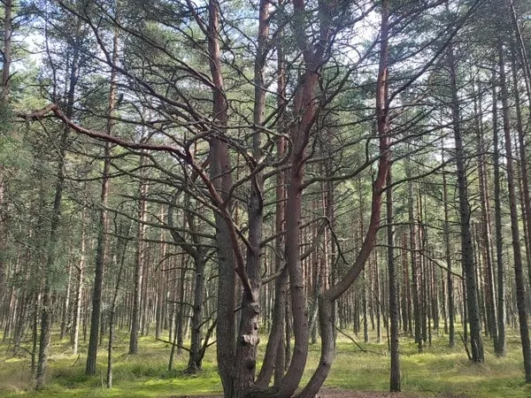 Куршская коса — уголок нетронутой природы