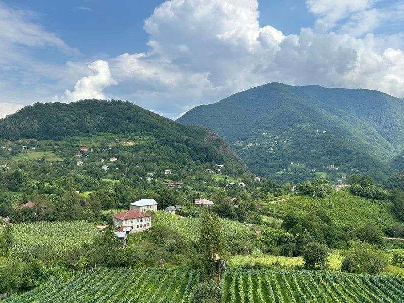 Алена