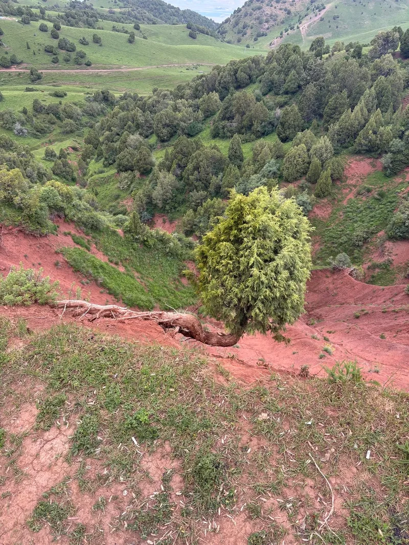 Лариса