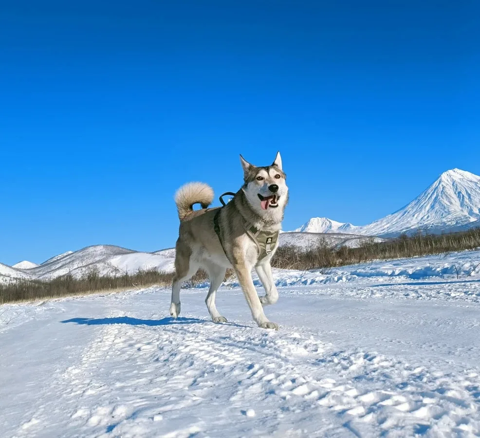 Тайны зимней Камчатки