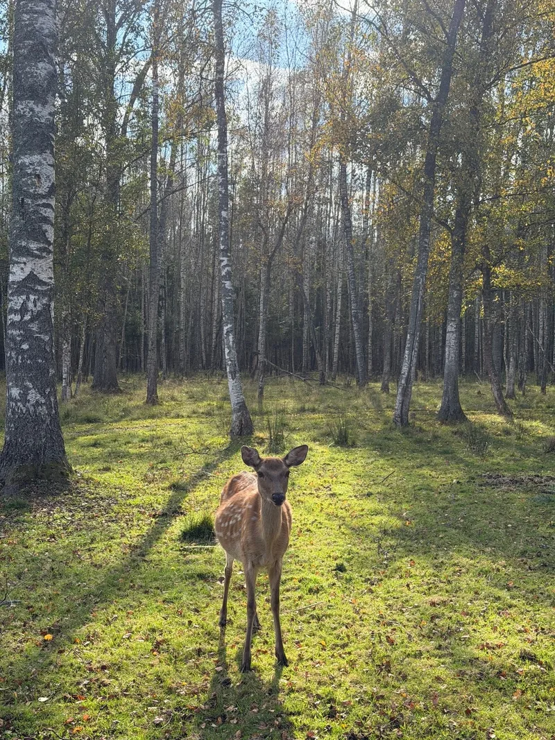 Роза